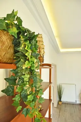a green plant on a staircase in a room at The North - Floor apartment in Kato Halandri in Athens