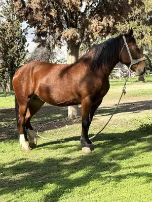 a brown horse on a leash standing in a field at Acropolis Traditional Stoney Retreat in Athens