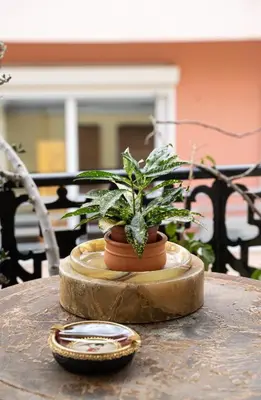 a potted plant sitting on top of a table at Spacious & Artistic Retro 2BD Apt with SAUNA in Athens