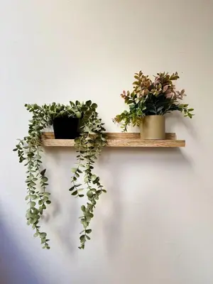 two shelves with plants on a wall at The Cozy Spot Athens in Athens