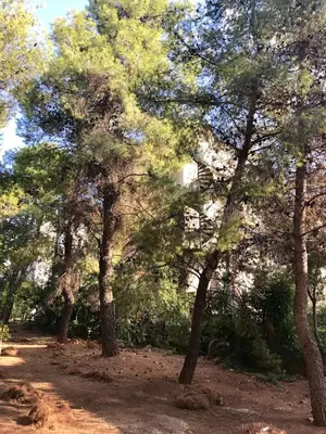 a group of trees on a dirt road at Unique Loft with amazing view TheRampHouse Athens in Athens