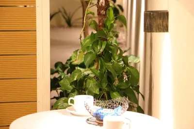 a table with two cups on a table with a plant at FaliroRelax F1 in Athens