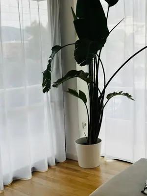 a plant in a white pot sitting in front of a window at Glyfada Unique Luxury & Spacious Apartment in Athens