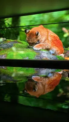 a reflection of a fox laying on a rock at Kalisti House2Heal Athens in Athens