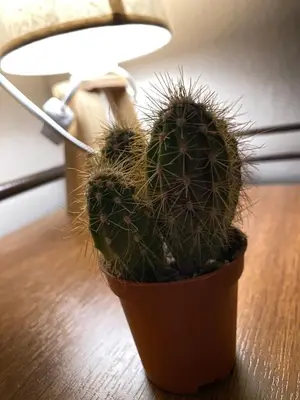 a cactus sitting on a table next to a lamp at Cosy full apartment in Athens