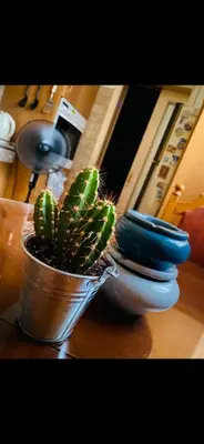 a plant in a pot sitting on a table at Master private room in Athens