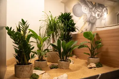 a group of plants sitting on top of a table at ERE Acropolis Courtyard in Athens