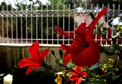 two red flowers in front of a fence at DAT Comfy house in Kalívia Thorikoú