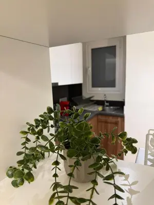 a potted plant sitting on a table in a kitchen at Urban Muse VI - Archaeological Museum of Athens in Athens