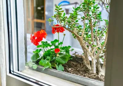 a window sill with red flowers and a tree at Cozy Home 3 min walk from Ancient Agora in Athens