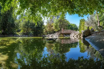 a bridge over a pond with ducks in a park at Zografou Cozy Apartment in the heart of Athens! in Athens