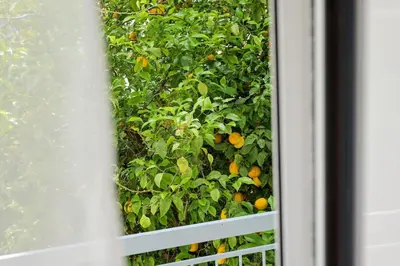a window with an orange tree in the background at Rhapsody in Blue Alimos Marina in Athens
