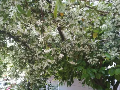 a tree with white flowers on it at Cozy loft in the western suburbs of Athens! in Athens