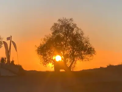 a tree with the sunset in the background at Sky View Athens Airport Apartment in Spáta