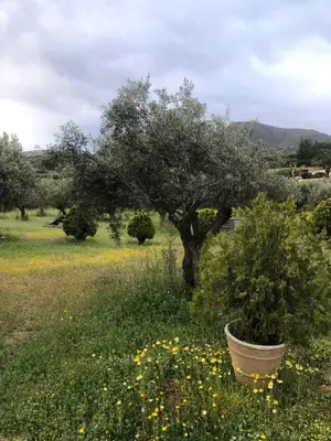an olive tree in a field with yellow flowers at Olive Grove in Anavissos