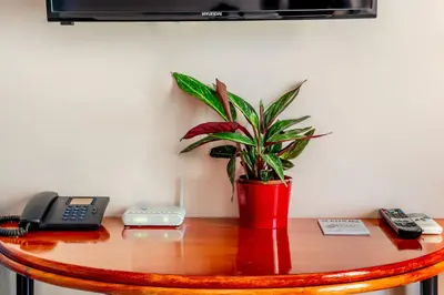 a potted plant sitting on top of a table at Travel Resort in Athens
