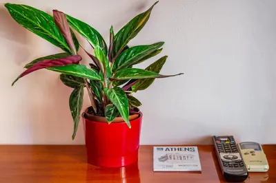 a plant in a red pot sitting on a table at Travel Resort in Athens