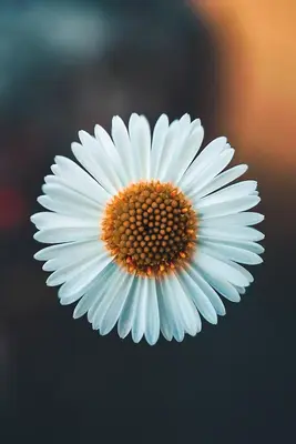 a close up of a white daisy at The Koukaki Residence in Athens