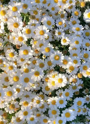 a bunch of white flowers with yellow centers at The Koukaki Residence in Athens