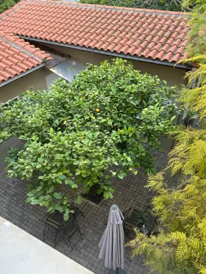 an overhead view of a garden with an umbrella and trees at The Koukaki Residence in Athens