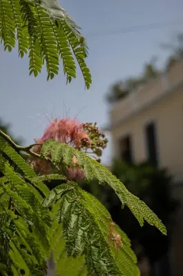 a bird perched on top of a tree branch at The Koukaki Residence in Athens
