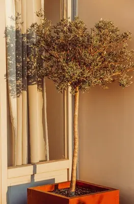 a small tree in a wooden box next to a window at Suitas in Athens
