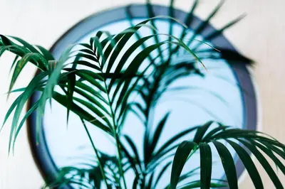 a green plant in front of a mirror at Athens Mirabello in Athens