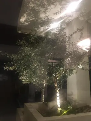 a potted tree sitting on top of a table at Glyfada Riviera Hotel in Athens