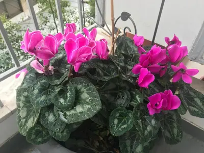 a potted plant with pink flowers in a window at Star Acropolis Apartment in Athens