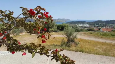 a branch of a tree with red flowers on it at Villa Christina in Anavissos