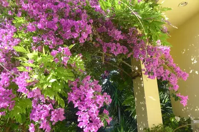 a bunch of purple flowers hanging from a ceiling at St. Thomas Bed and Breakfast in Paianía