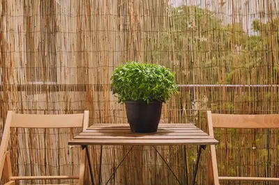 a potted plant sitting on a table next to two chairs at Modern and Cozy Apartment in the centre of Athens in Athens