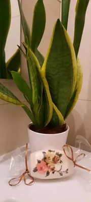 a plant in a white pot on a table with glasses at Olympic Fashion Hotels in Athens