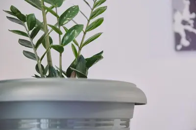 a plant in a pot sitting on a table at Luxury apartment central in Athens