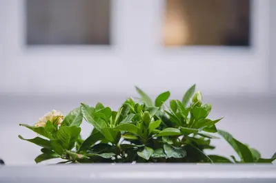 a plant with green leaves on a table at Luxury apartment central in Athens