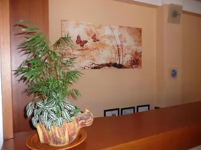 a plant in a vase sitting on top of a table at Hotel Afea in Agia Marina Aegina