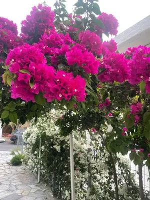 a bunch of pink flowers on a fence at Angela Hotel in Agia Marina Aegina