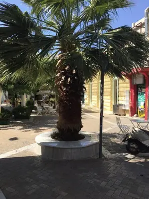 a palm tree sitting on a sidewalk next to a street at K5 - Walk into Heritage in Athens