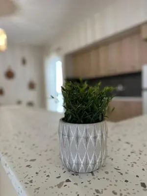a plant sitting on top of a counter at Anastasias house near Athens airport in Spáta