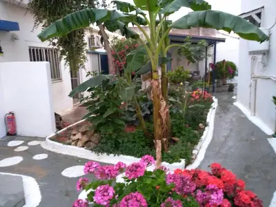 a garden with pink flowers and a palm tree at 4 Seasons Suites Paradise Near Airport And Beach in Markopoulo