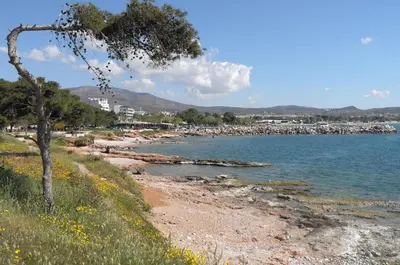 a beach with a tree and a body of water at Starapartment Athens-Varkiza Top 2 in Varkiza