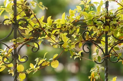 a tree with green leaves on a metal fence at Circle Inn in Athens