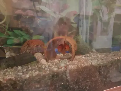 a close up of a fishtank with a bird in the sand at Pagration Youth Hostel in Athens
