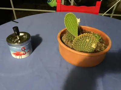 a plant in a pot on a table with a can of soda at Surfers' Cottage in Anavissos