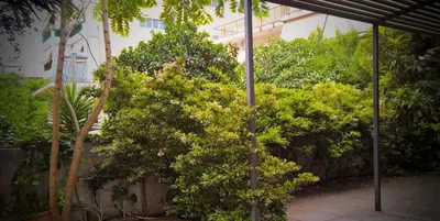 a large tree in front of a building at Minimal Studio in Paleo Faliro in Athens
