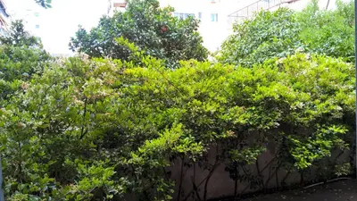 a group of trees in front of a fence at Minimal Studio in Paleo Faliro in Athens