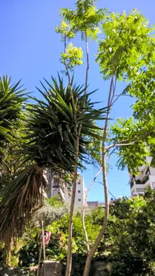 a palm tree in front of some buildings at Minimal Studio in Paleo Faliro in Athens