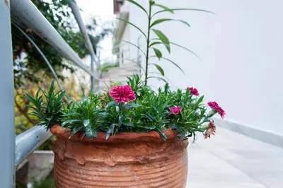 a large flower pot with pink flowers in it at Stephany Apartment in Athens