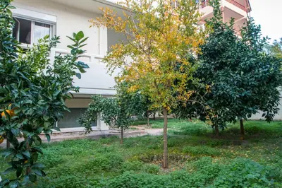 an orange tree in front of a house at Krystal Apartment 