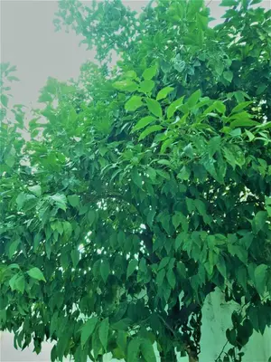a tree with lots of green leaves on it at House with yard Subway 5min walk in Athens